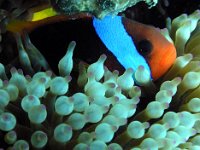 Northwest Australian Anemonefish